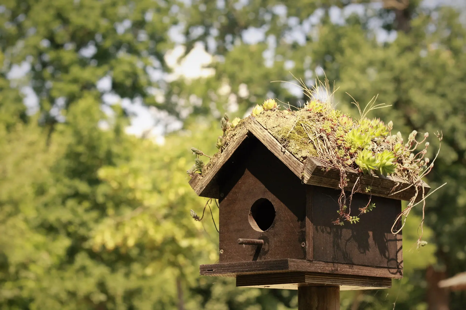 bird house