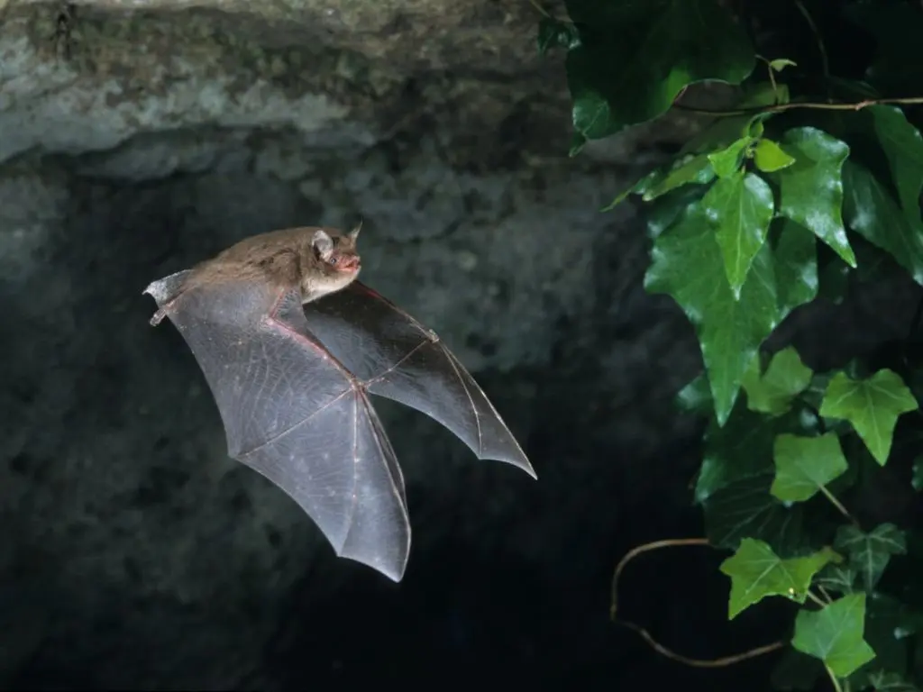 chauve-souris