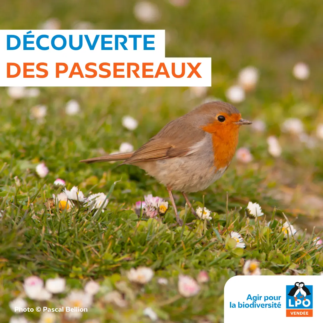 Découverte des passereaux