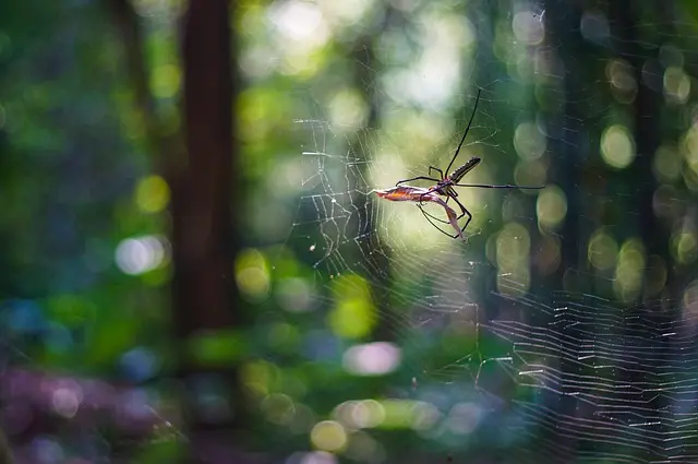 fusion-z-spider-5751448_640