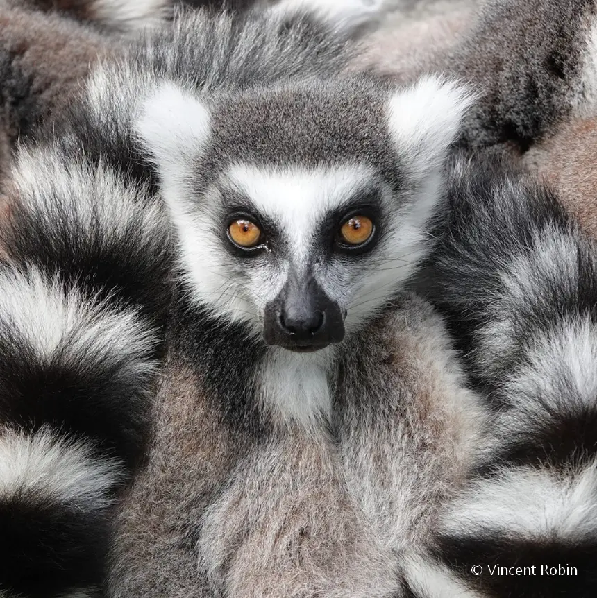 journee des primates 2024 zoo de la boissiere