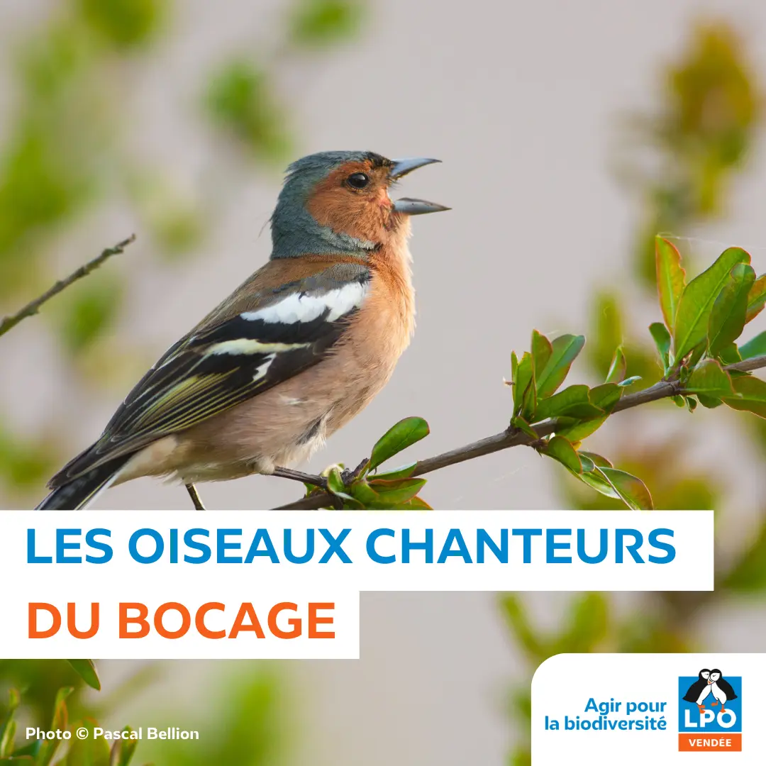 Le buisson qui chante et qui rend heureux.