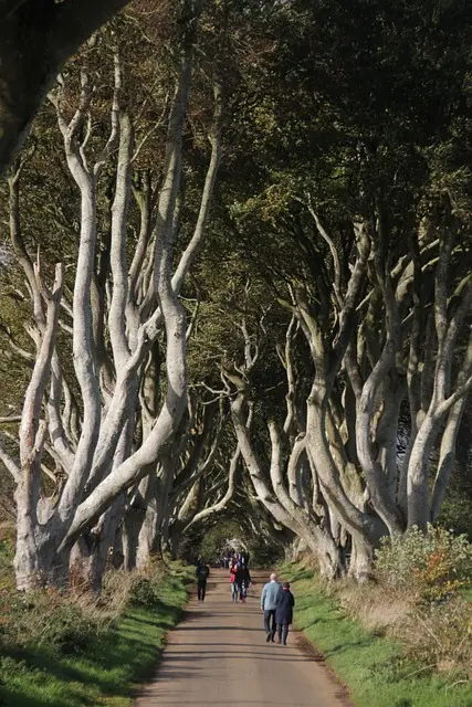 monicavolpin-dark-hedges-7227164_640