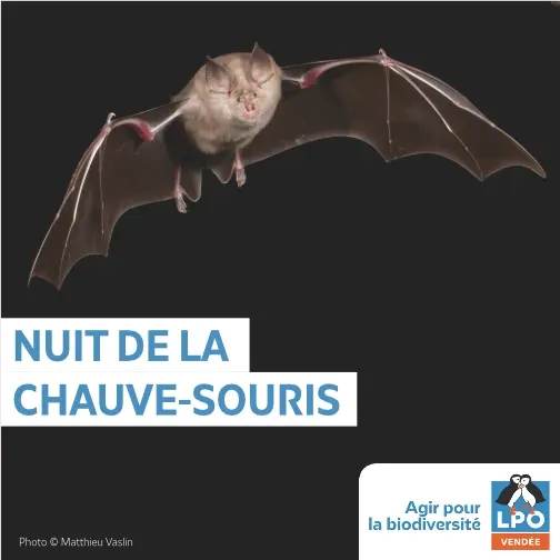 nuit_de_la_chauve_souris