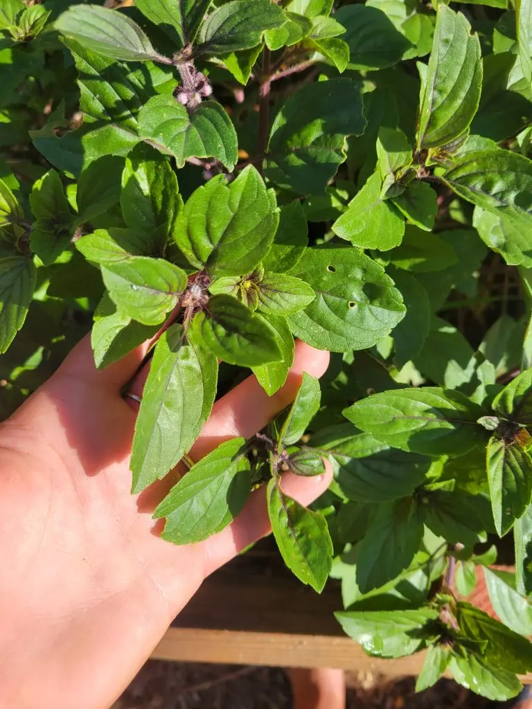 radiopoulettes2_2025_destinationvignoblenantais