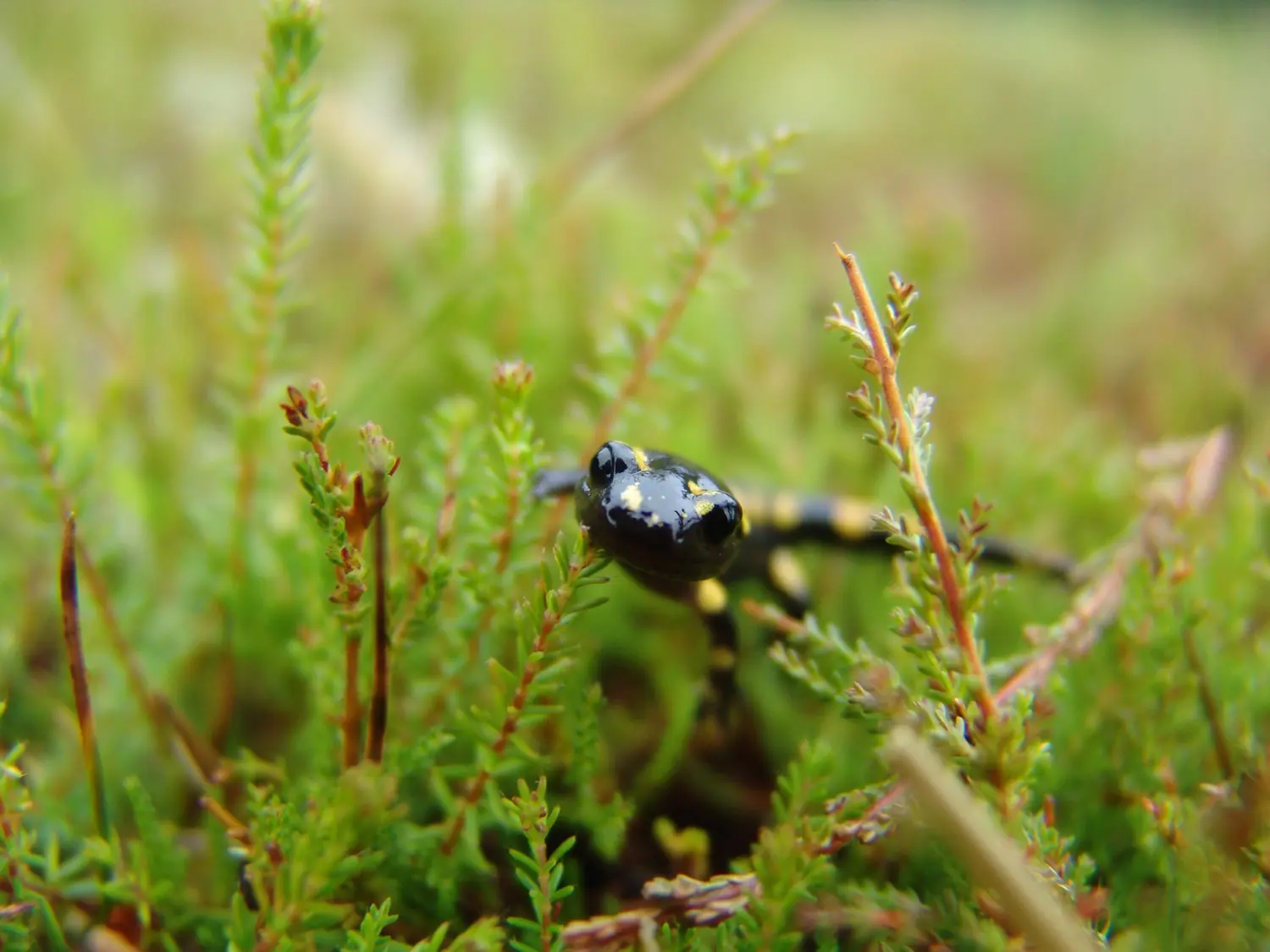 Rencontre avec les amphibiens et reptiles de la réserve naturelle