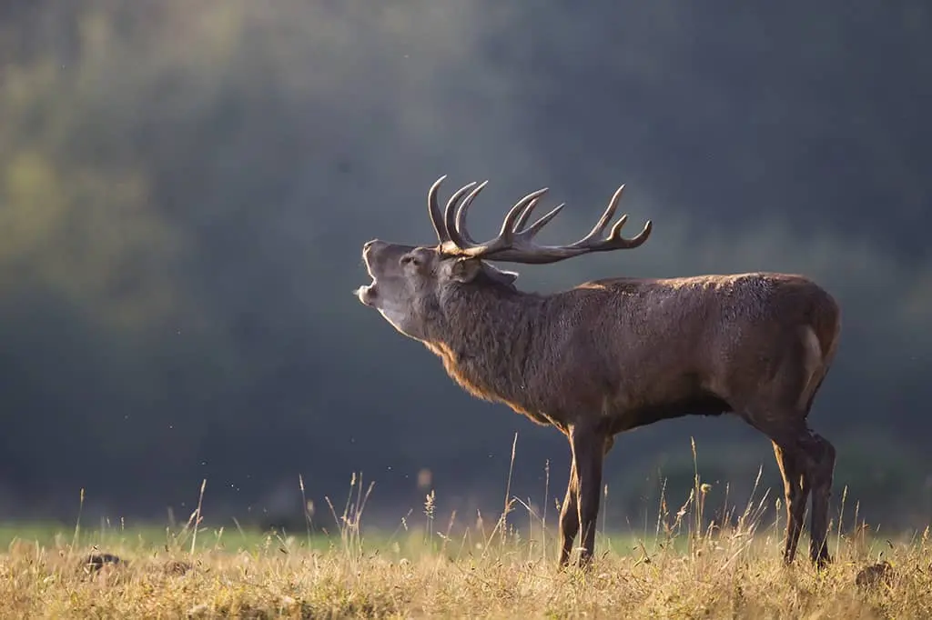cerf-elaphe-brame (2)