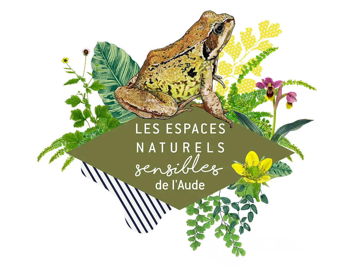 ENS-grenouille