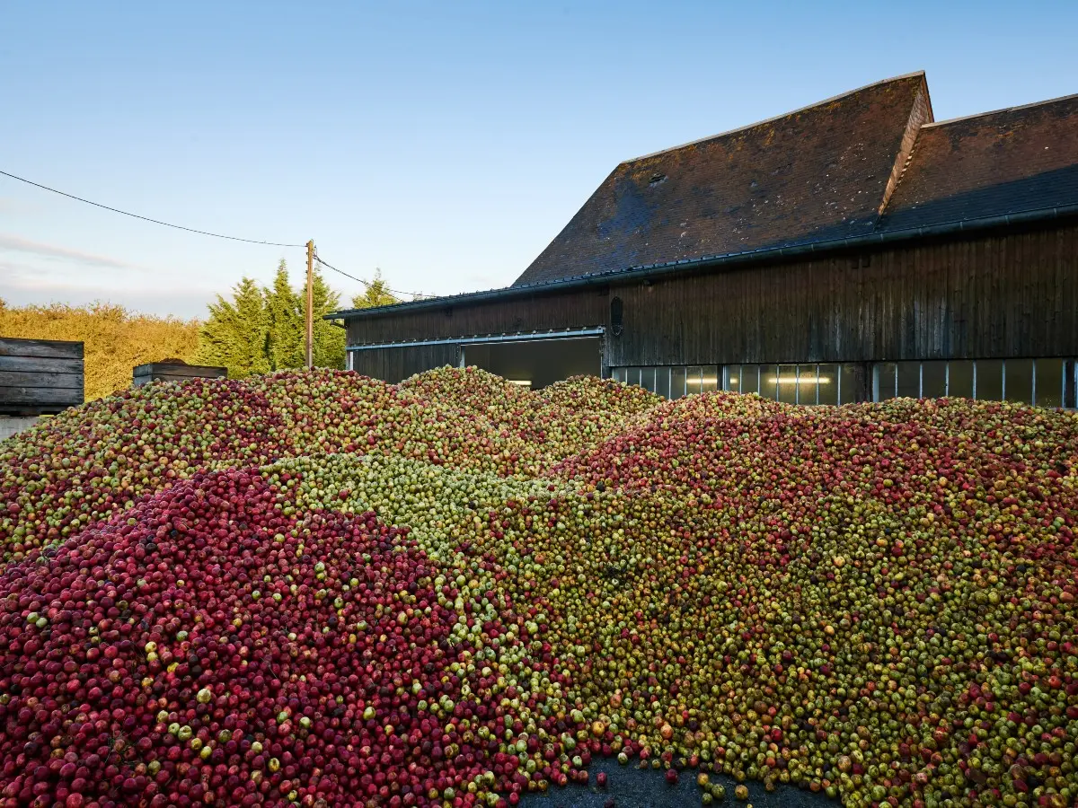 tas de pommes