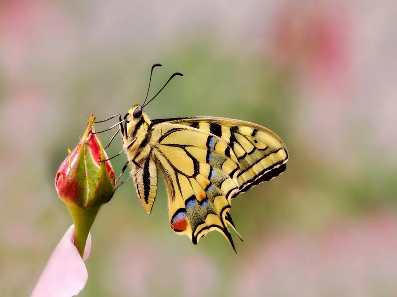 Le-Machaon-3