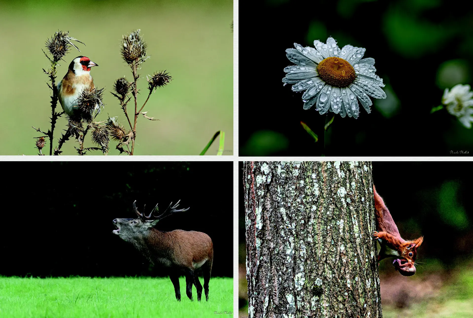 Photo Expo Mai - Le Village Fromager