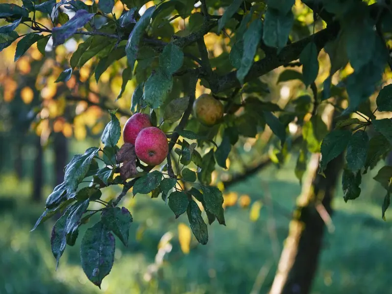 branche de pommier