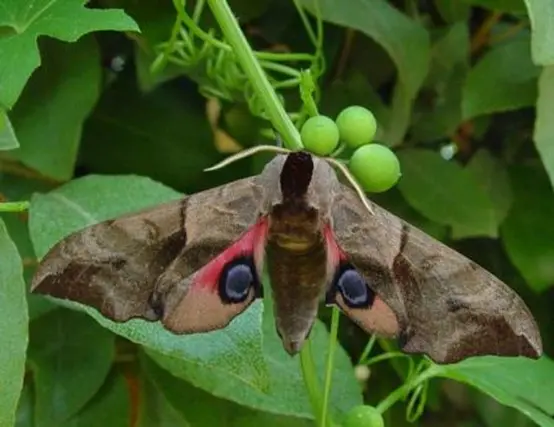 papillon de nuit