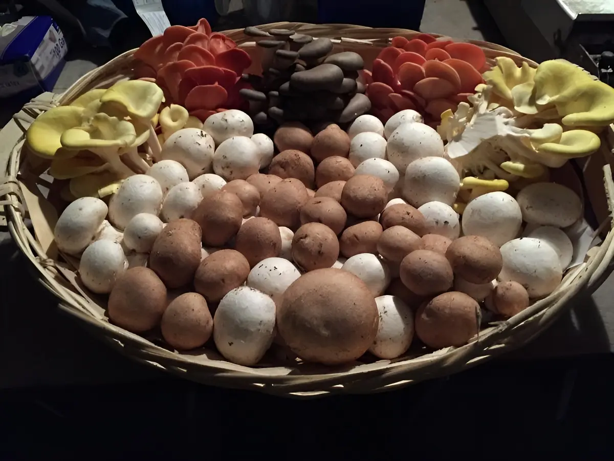 Champignons de Paris, pleurotes et shiitakés d'Orbec