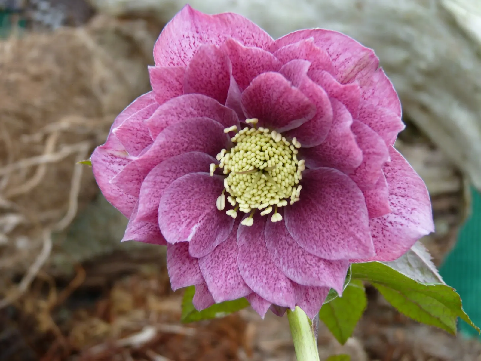 Hellebore double pourpre