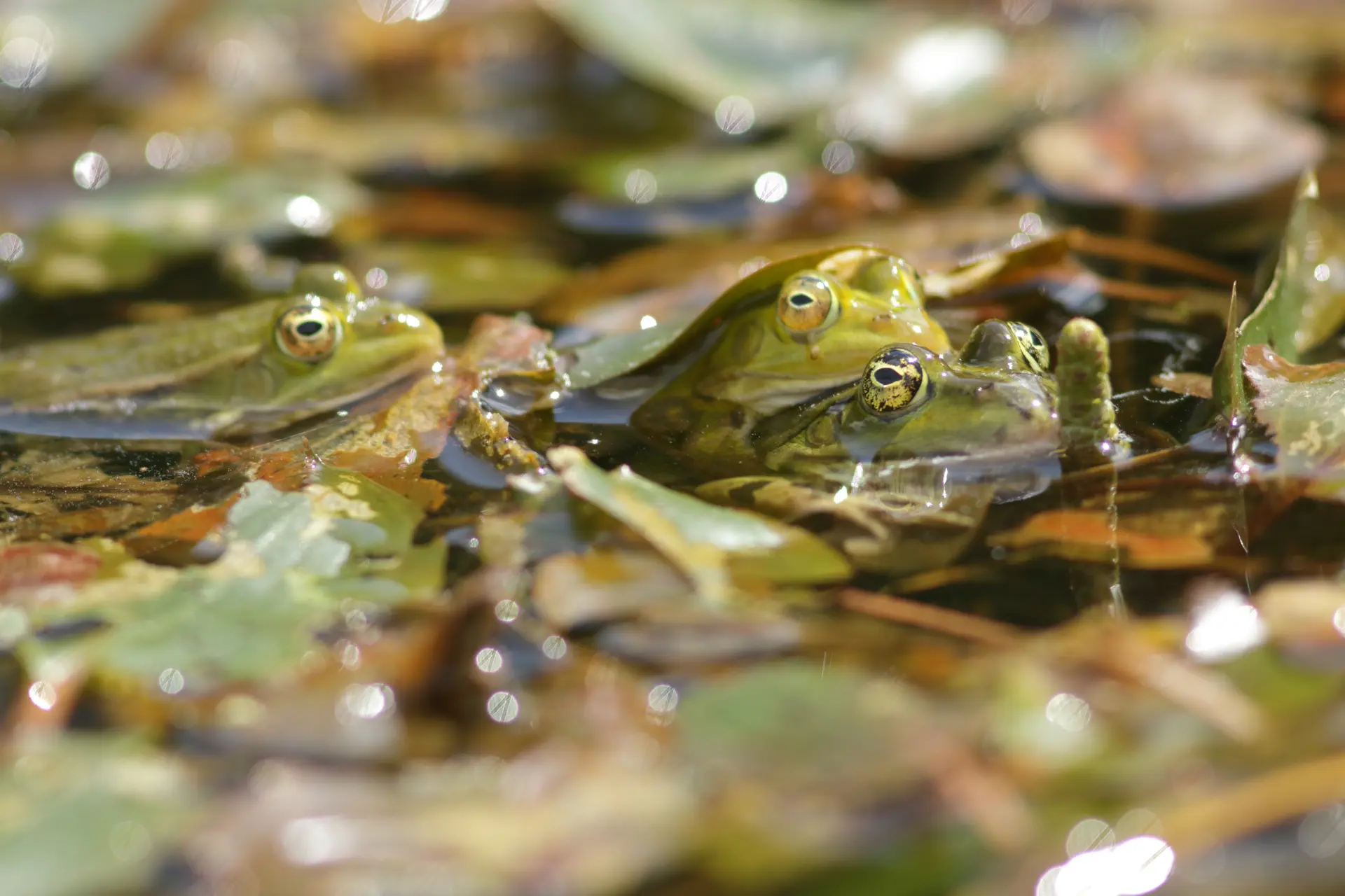 Grenouilles vertes