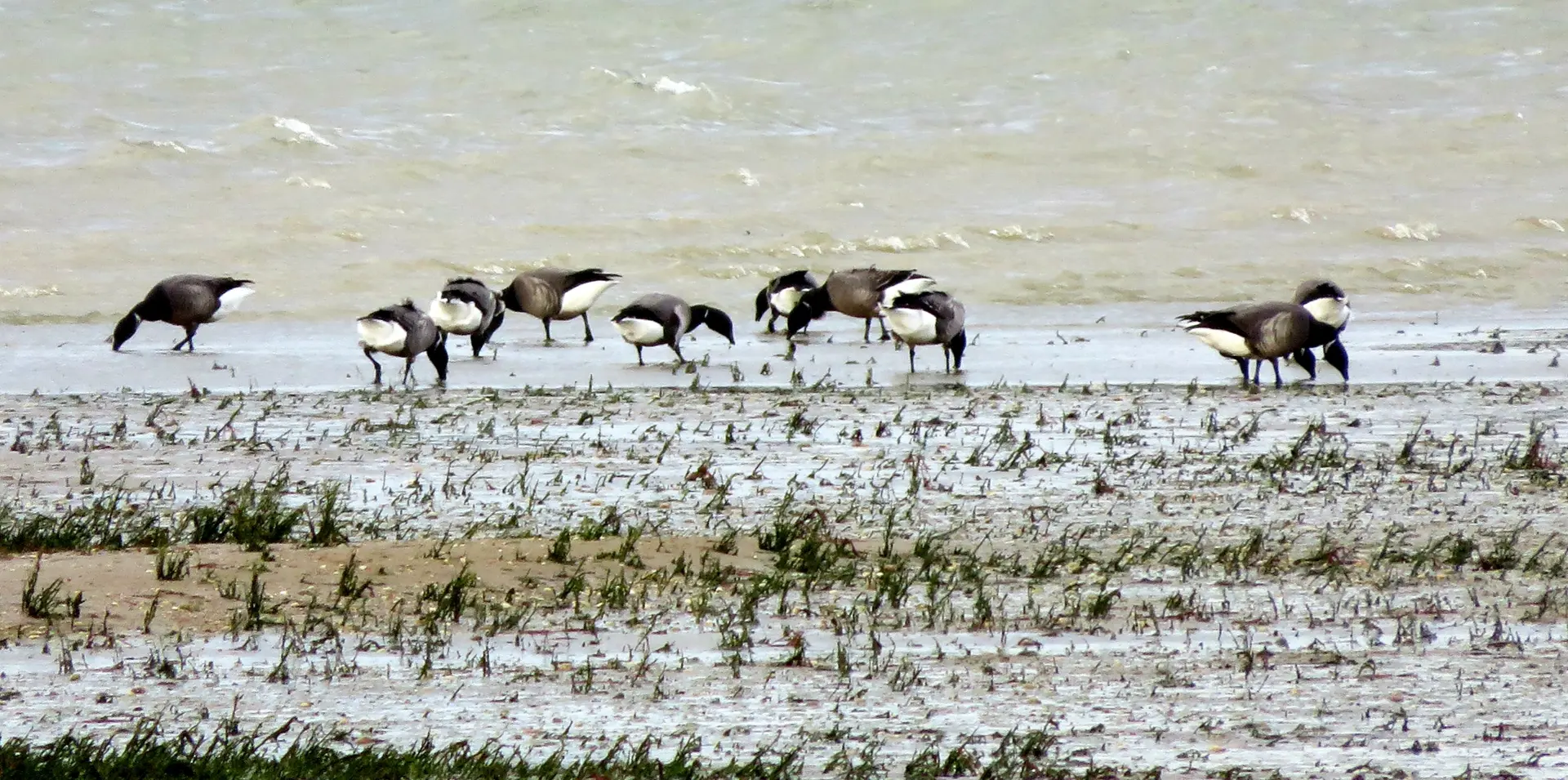 Les oiseaux de l'estuaire