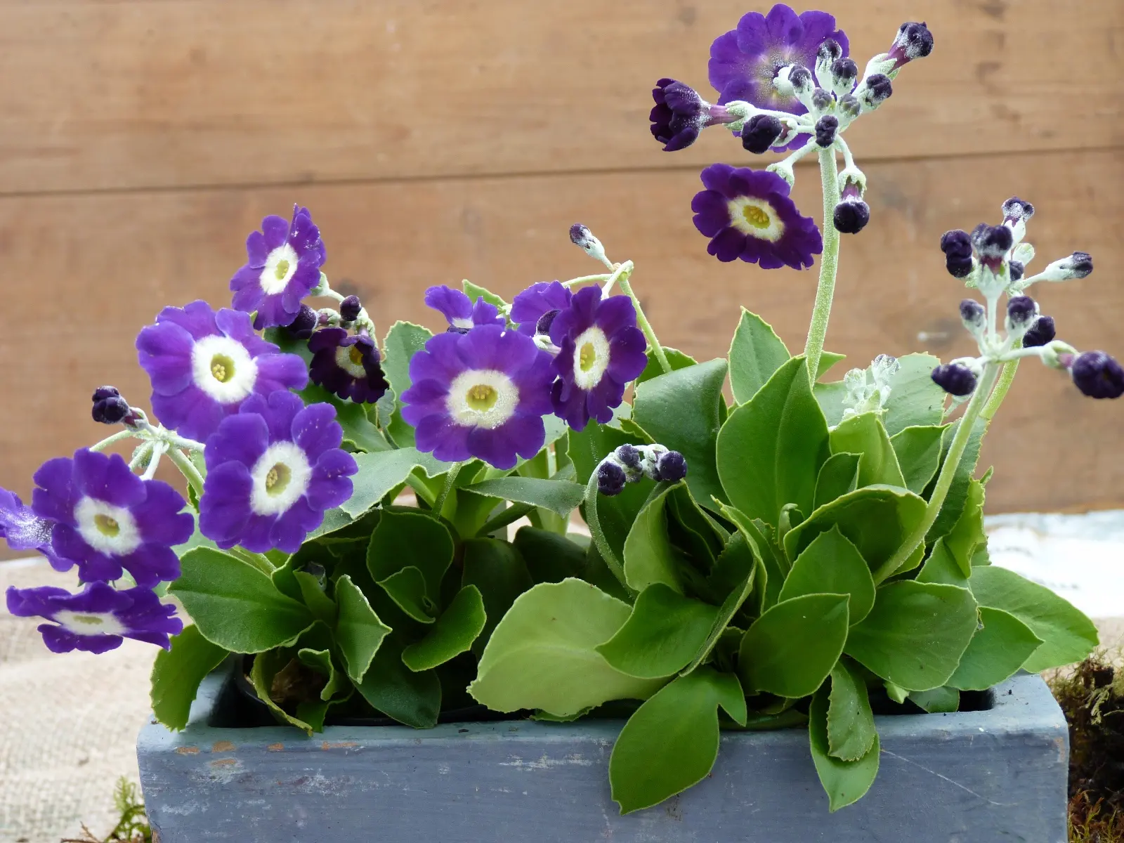 Primula auricula
