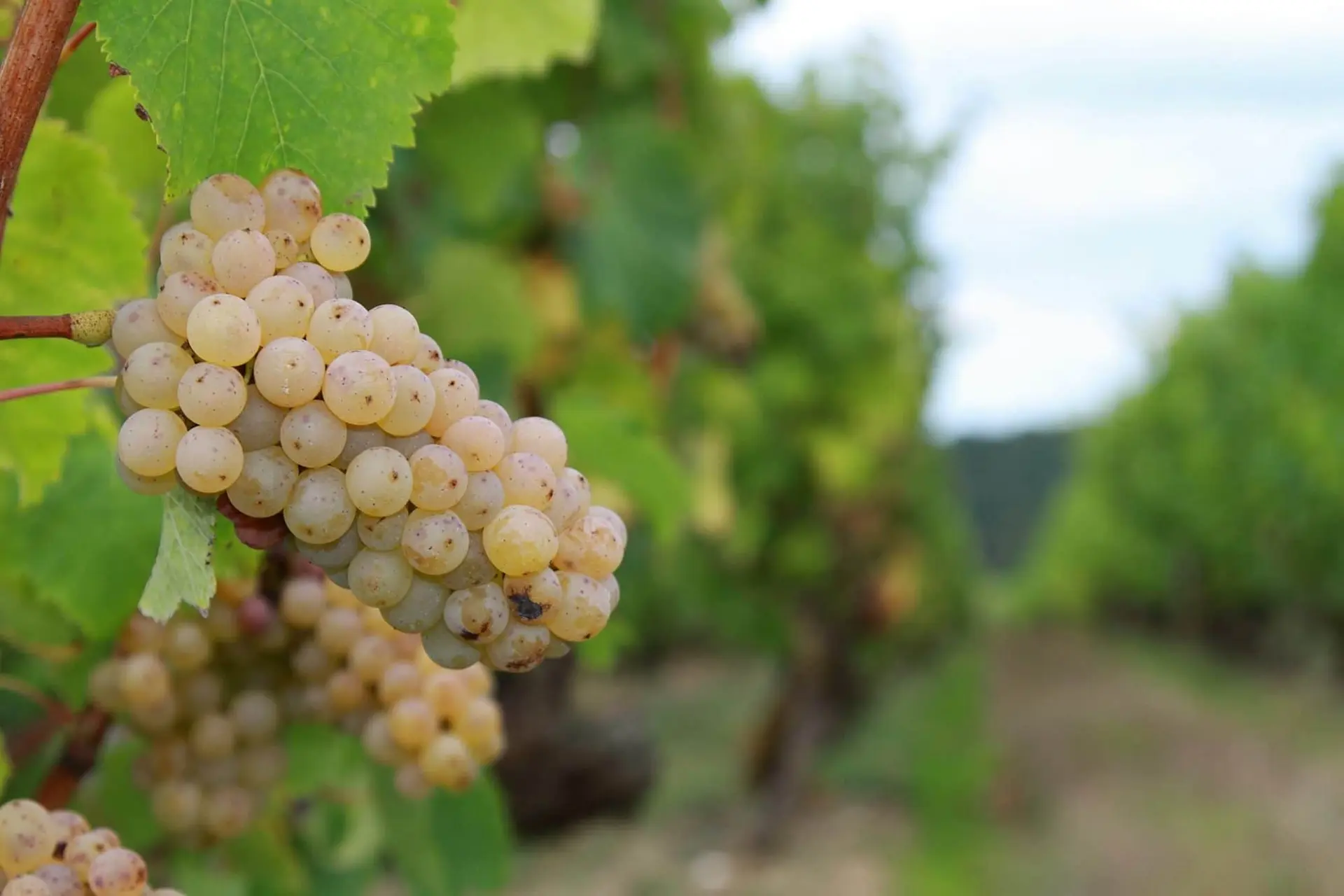 vigne gaelle