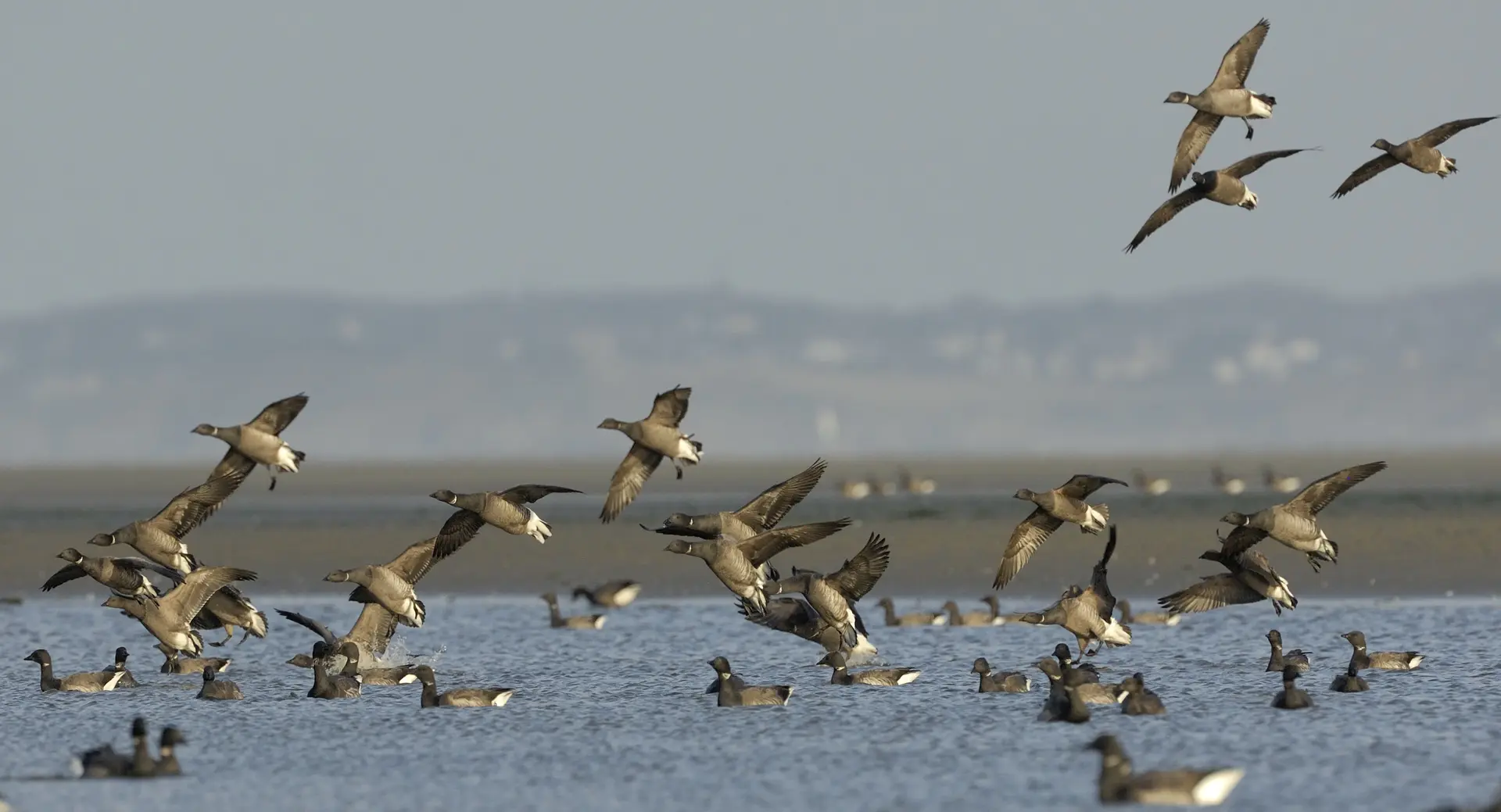 vol de bernache en baie de l'enfer