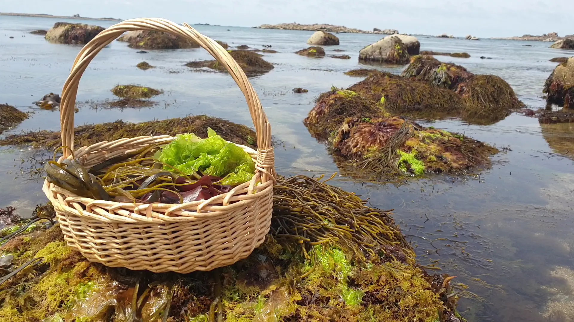 Algues Cuisine Végétarienne et Cosmétique soin naturel - Escapade Glaz (2)