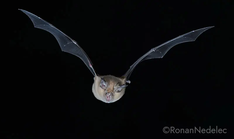 Anim_ChauveSouris_GrandRhinolophe_RonanNedelec