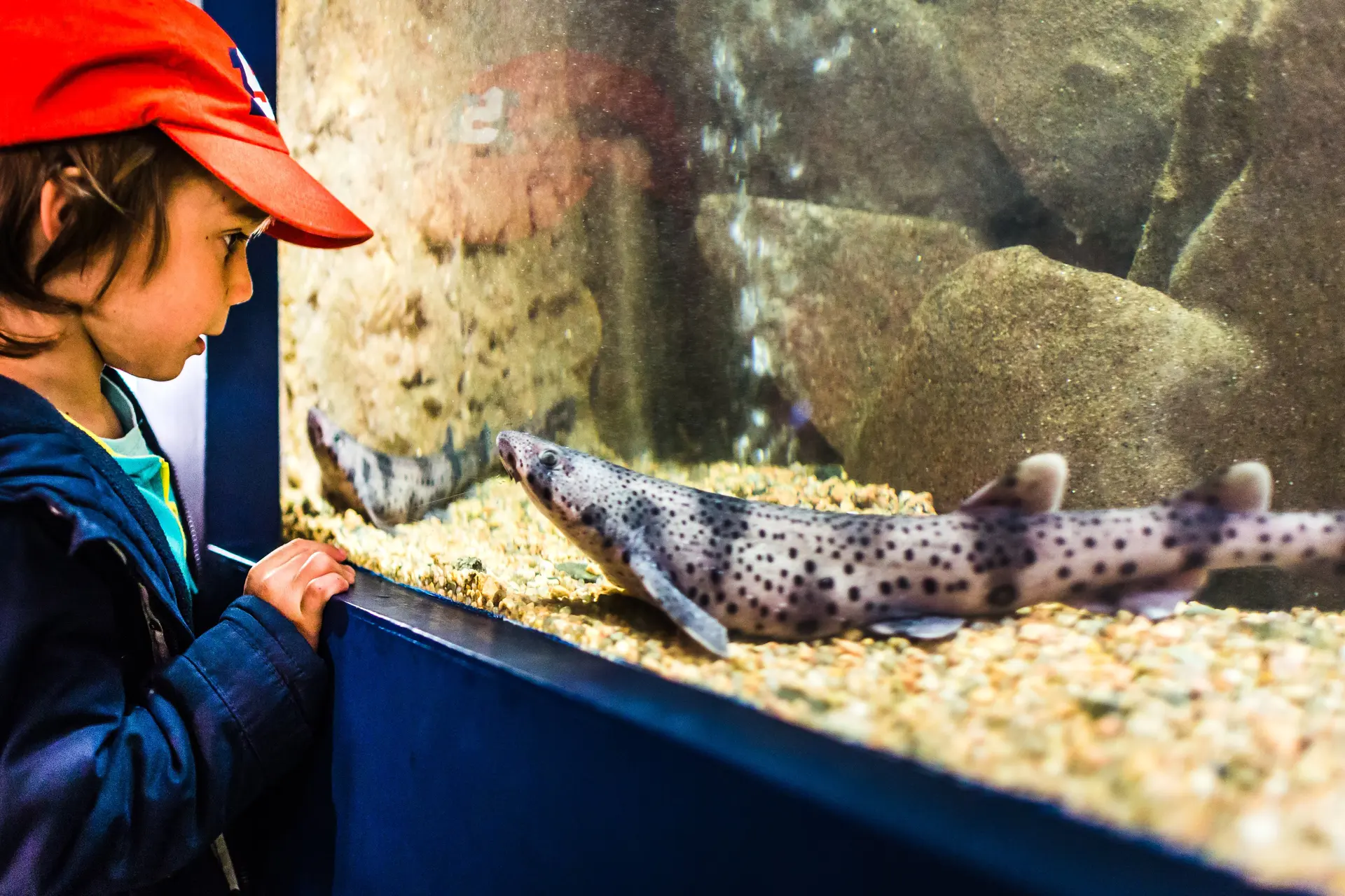 Aquarium marin 2019.2