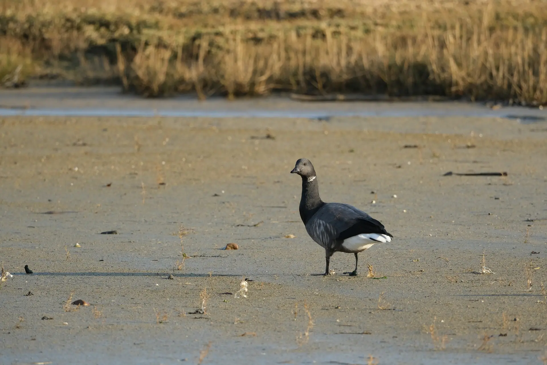 Bernache cravant au Sillon de Tallbert