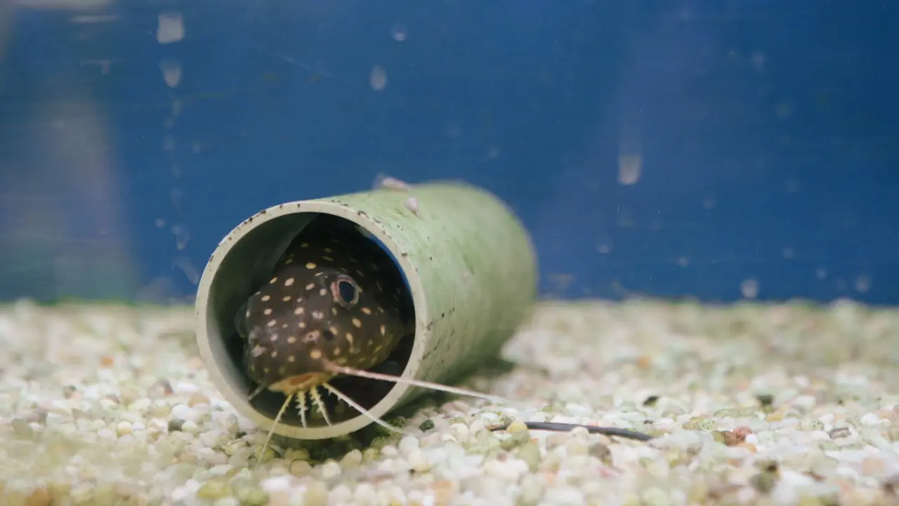 Capture d'écran du film « Bubble » (2020)