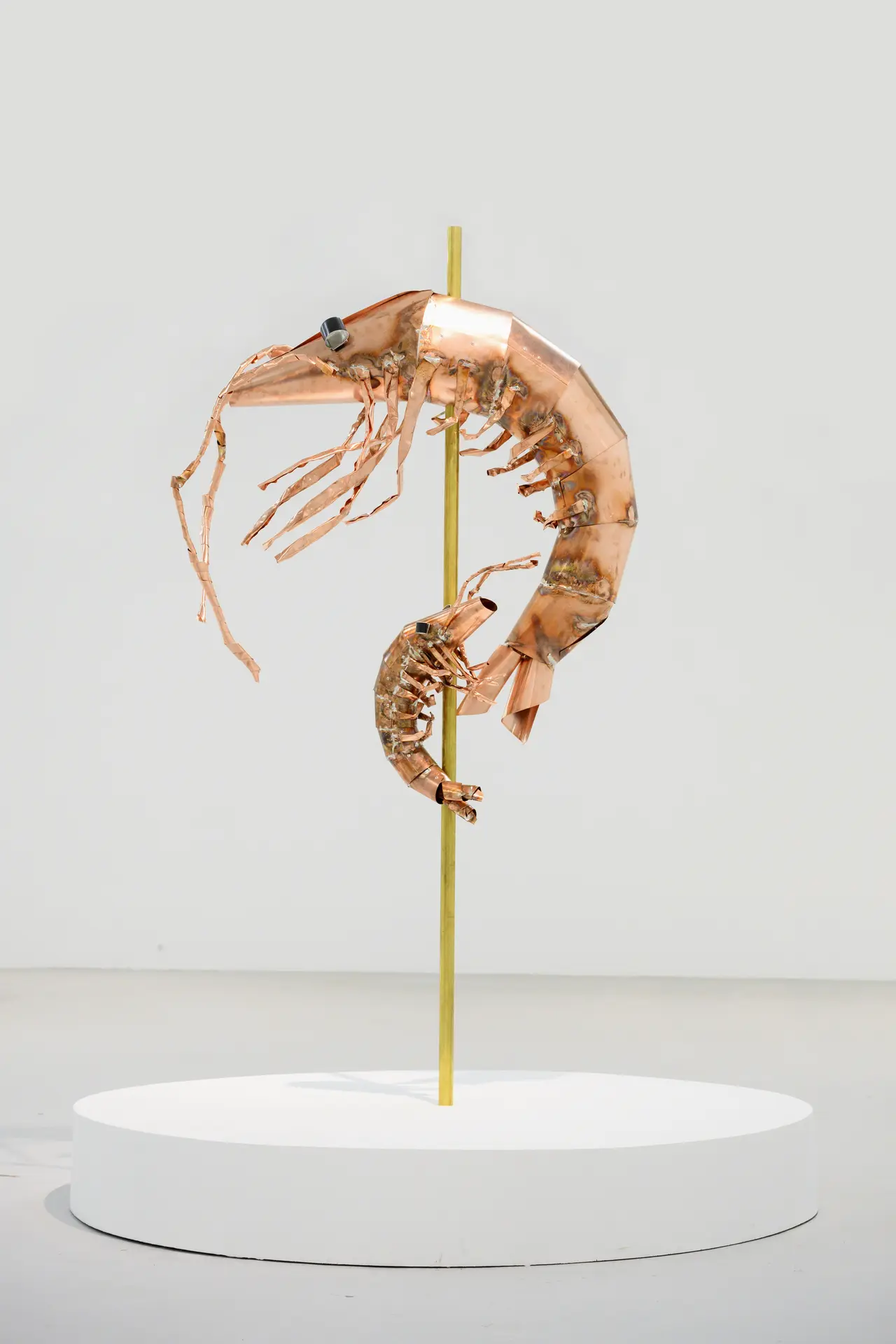 Caroline Mesquita 2025 - Prawns -¸Jean-Christophe Lett