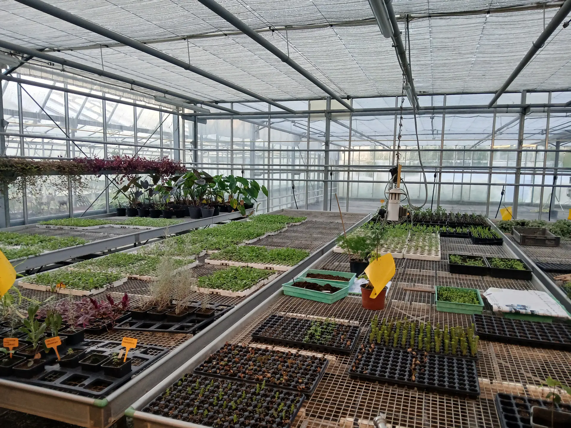 Ceclule production