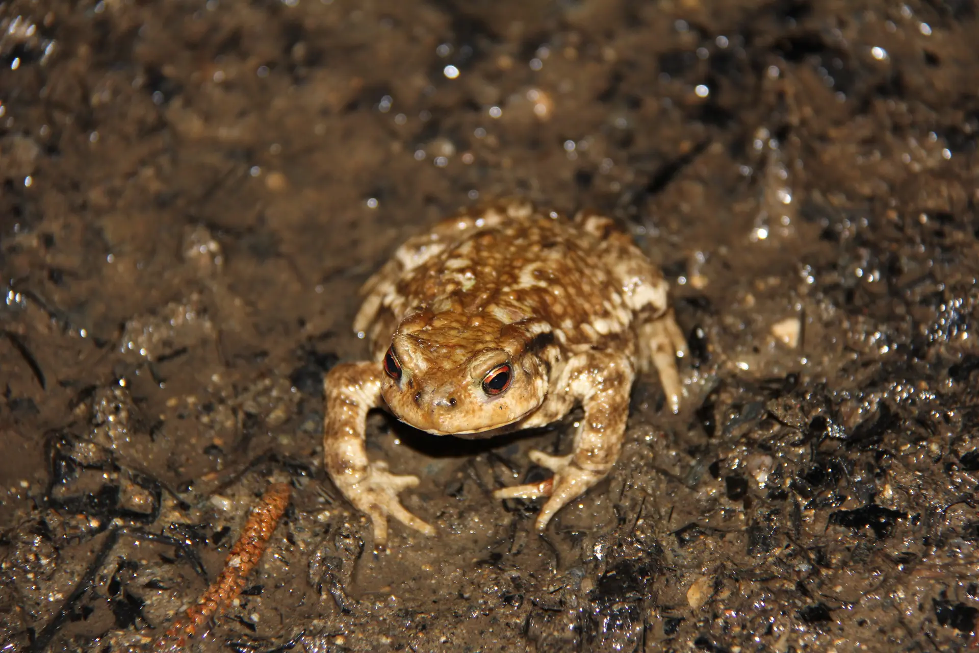 Crapaud commun Photo Jakez Lintanff WDAN