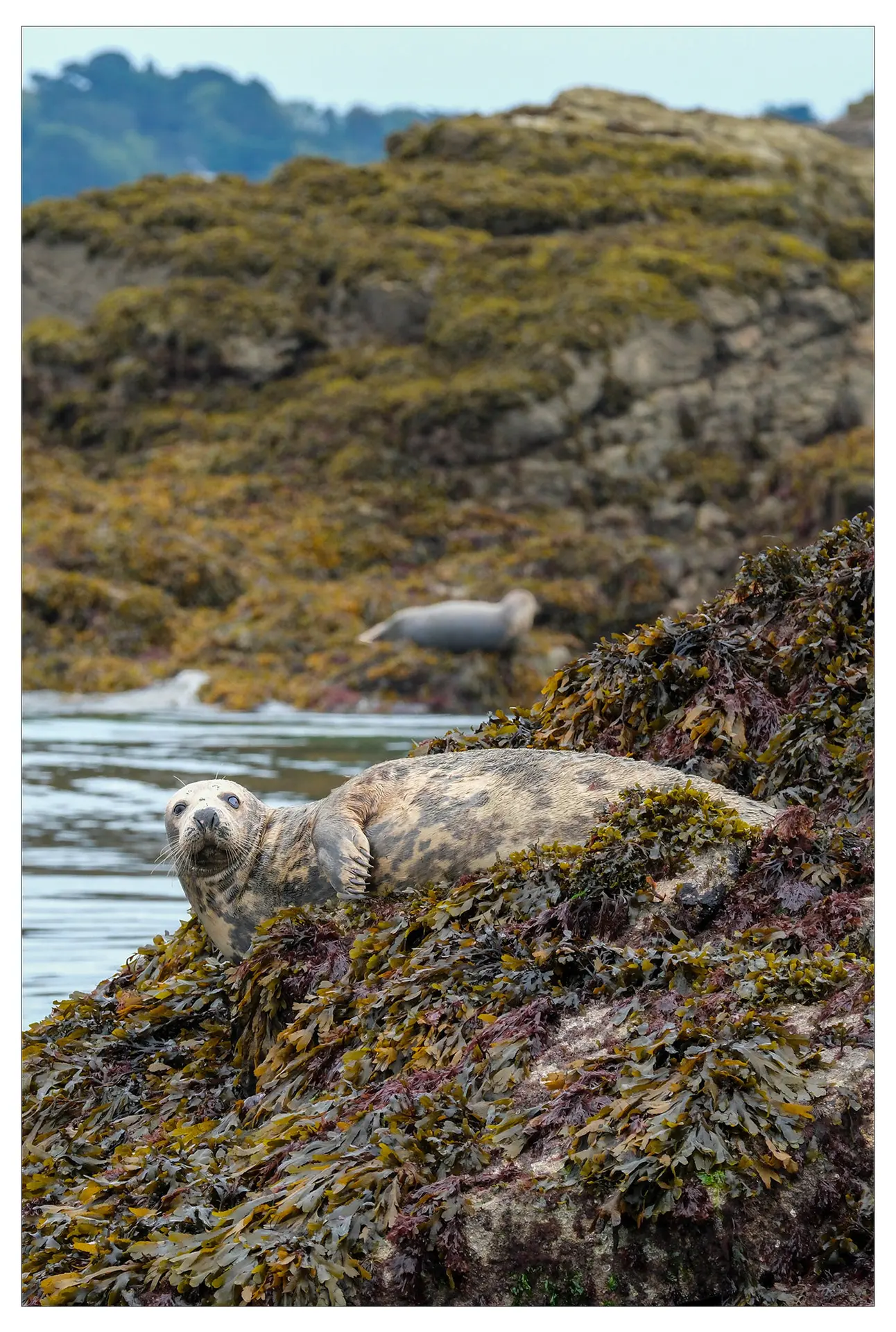 Phoque gris - Halichoerus grypus