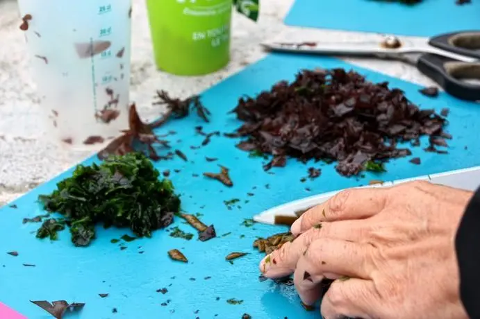 Détente Origin’algues2