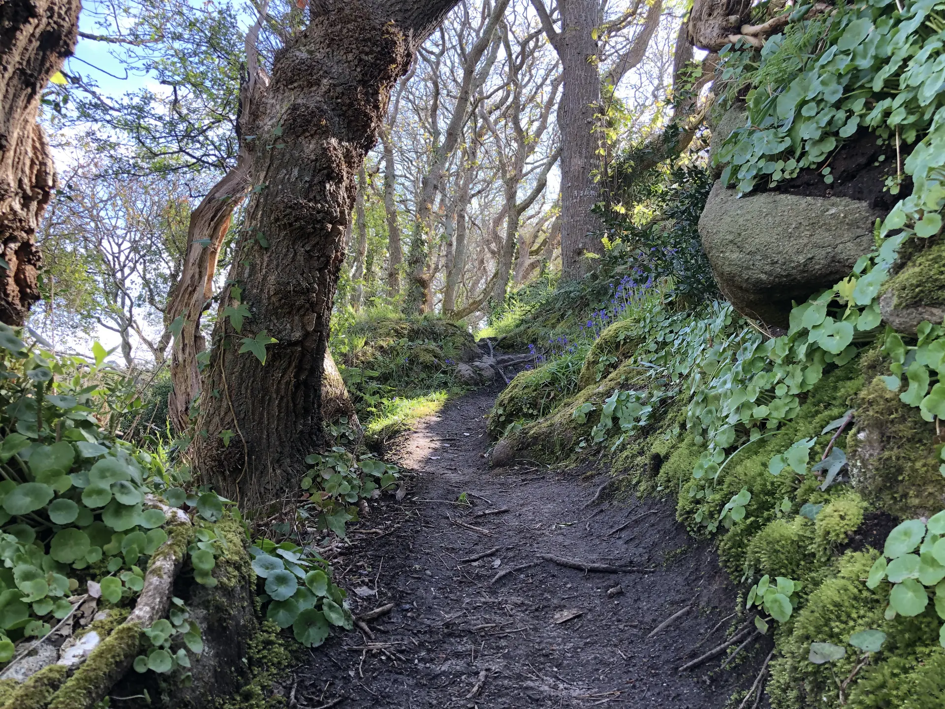 Elfish Trails in Goas Lagorn Valley