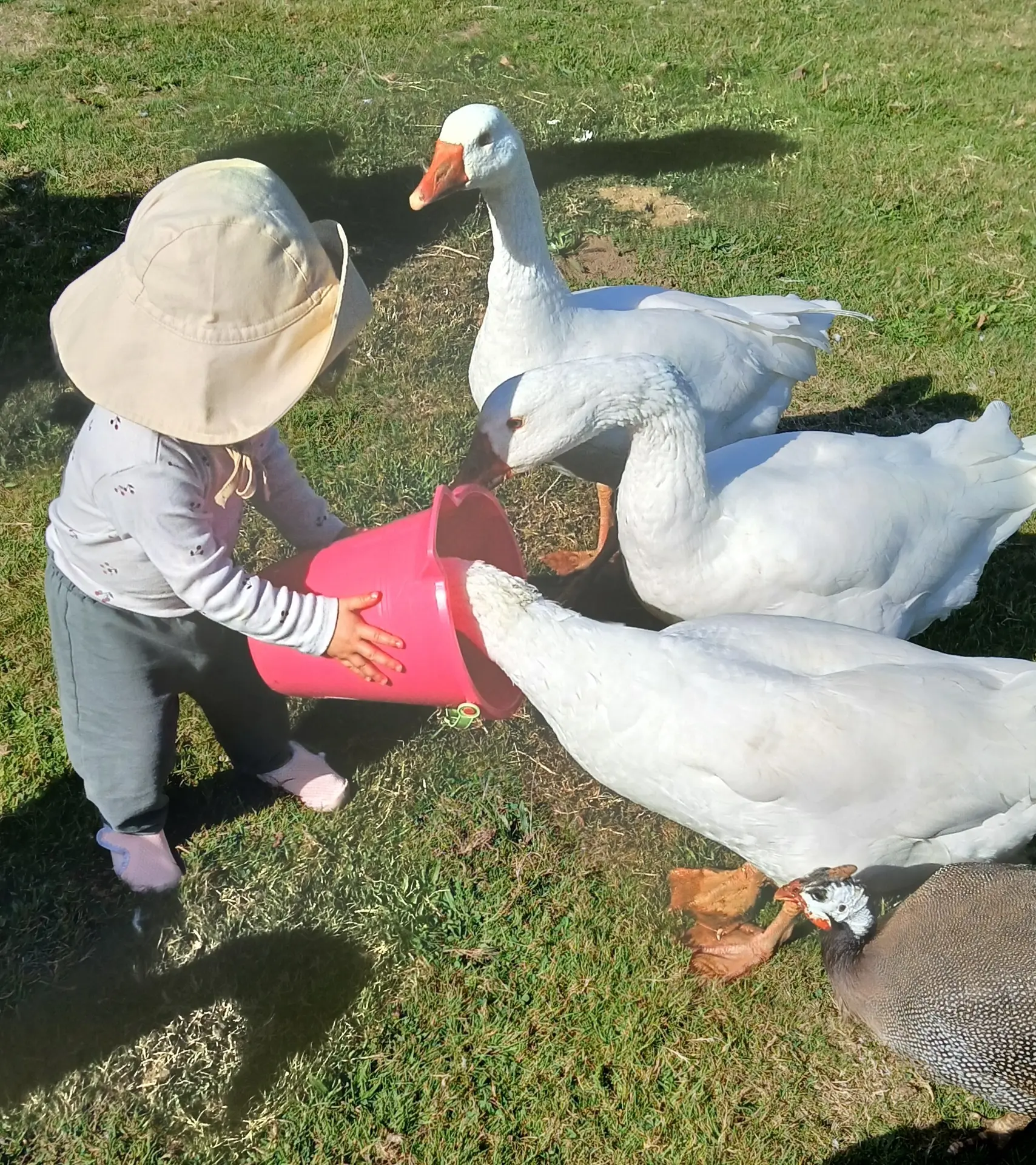 Eveil à la ferme