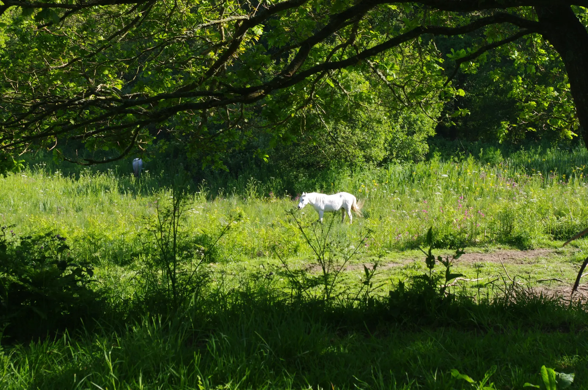 Goas Lagorn 24 mai 2014 (42)