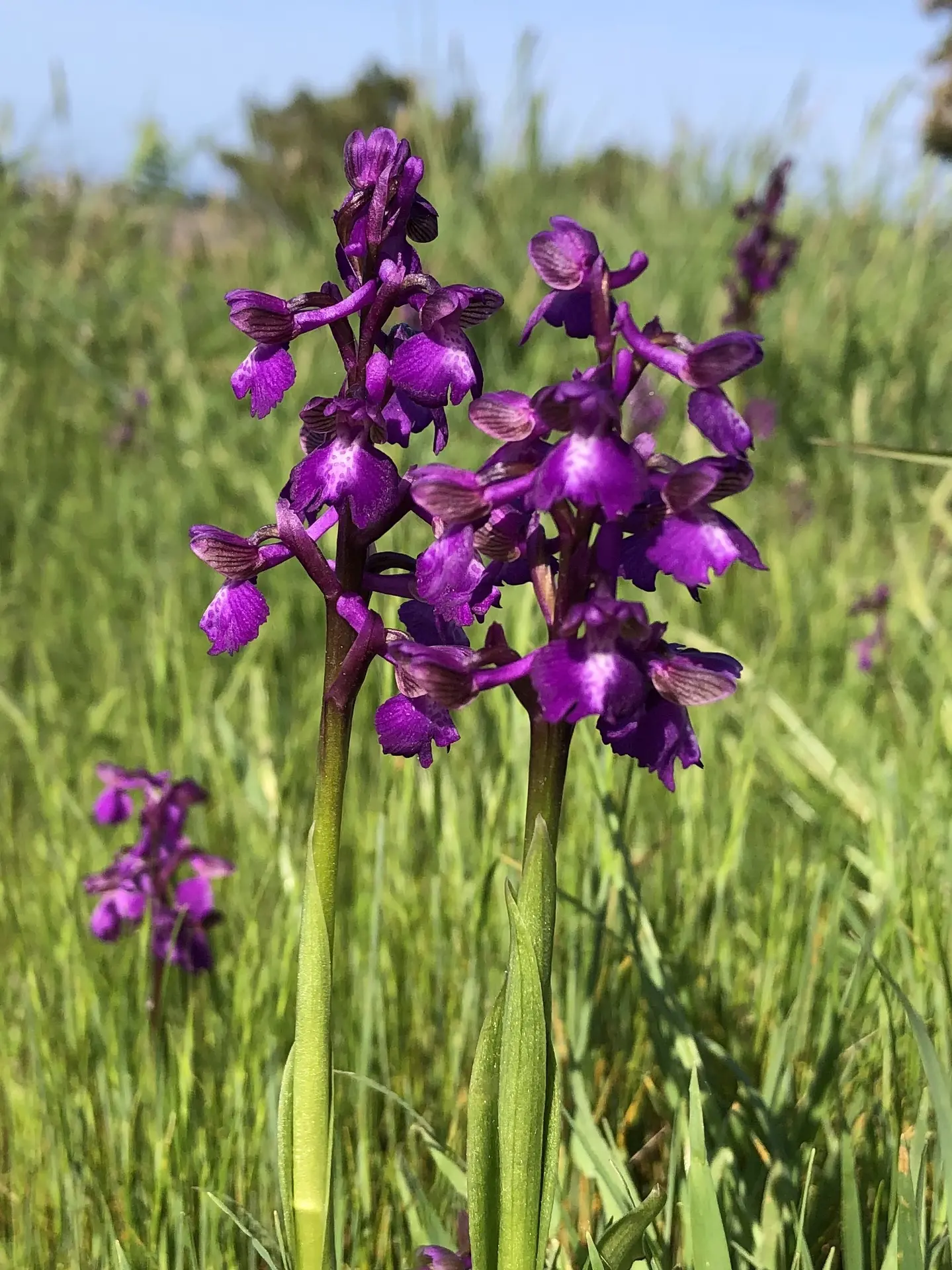Green-winged orchids