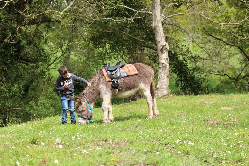 Mon âne et mon pommier