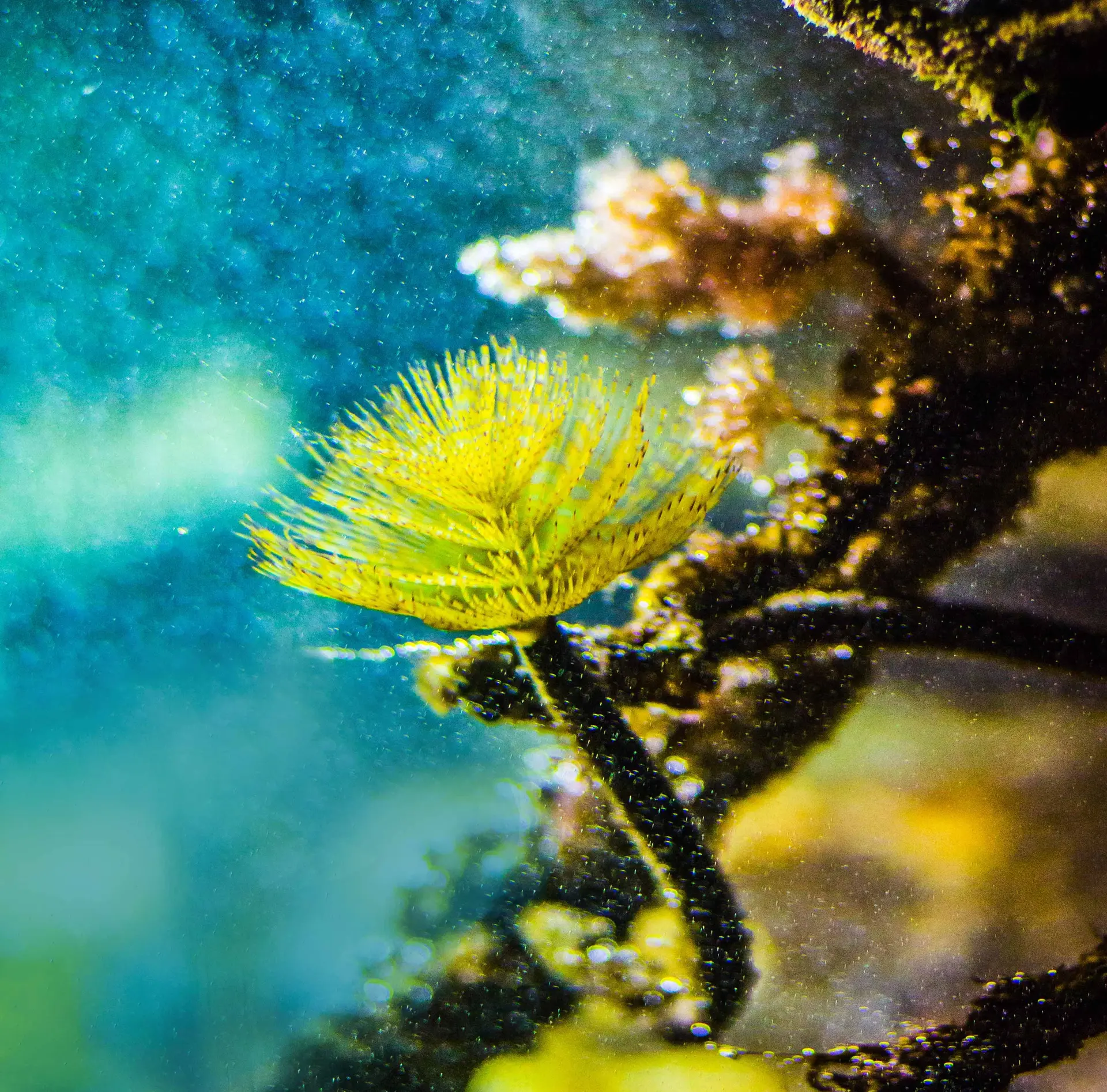 L-Oeil-de-Paco---Aquarium-de--Tregastel---LTC