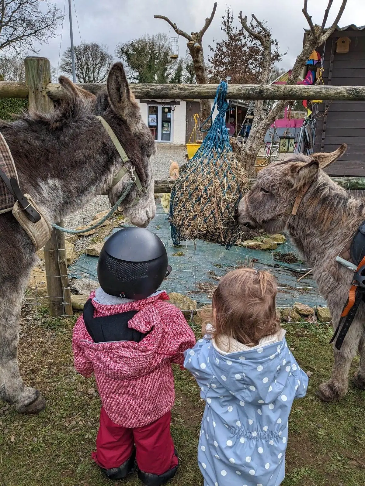 Les petits âniers en herbe