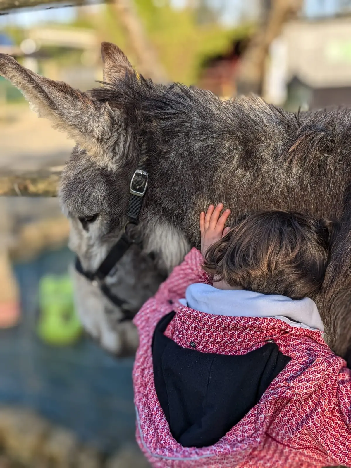 Les petits âniers