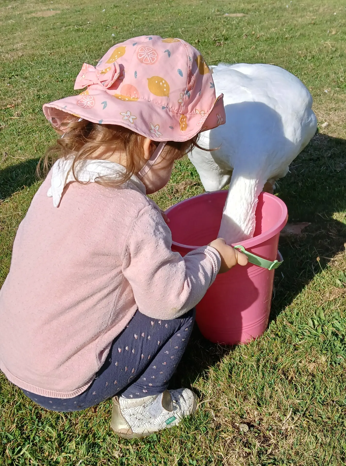 Les tout petits à la ferme