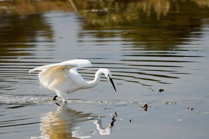 OIseaux_estuaire