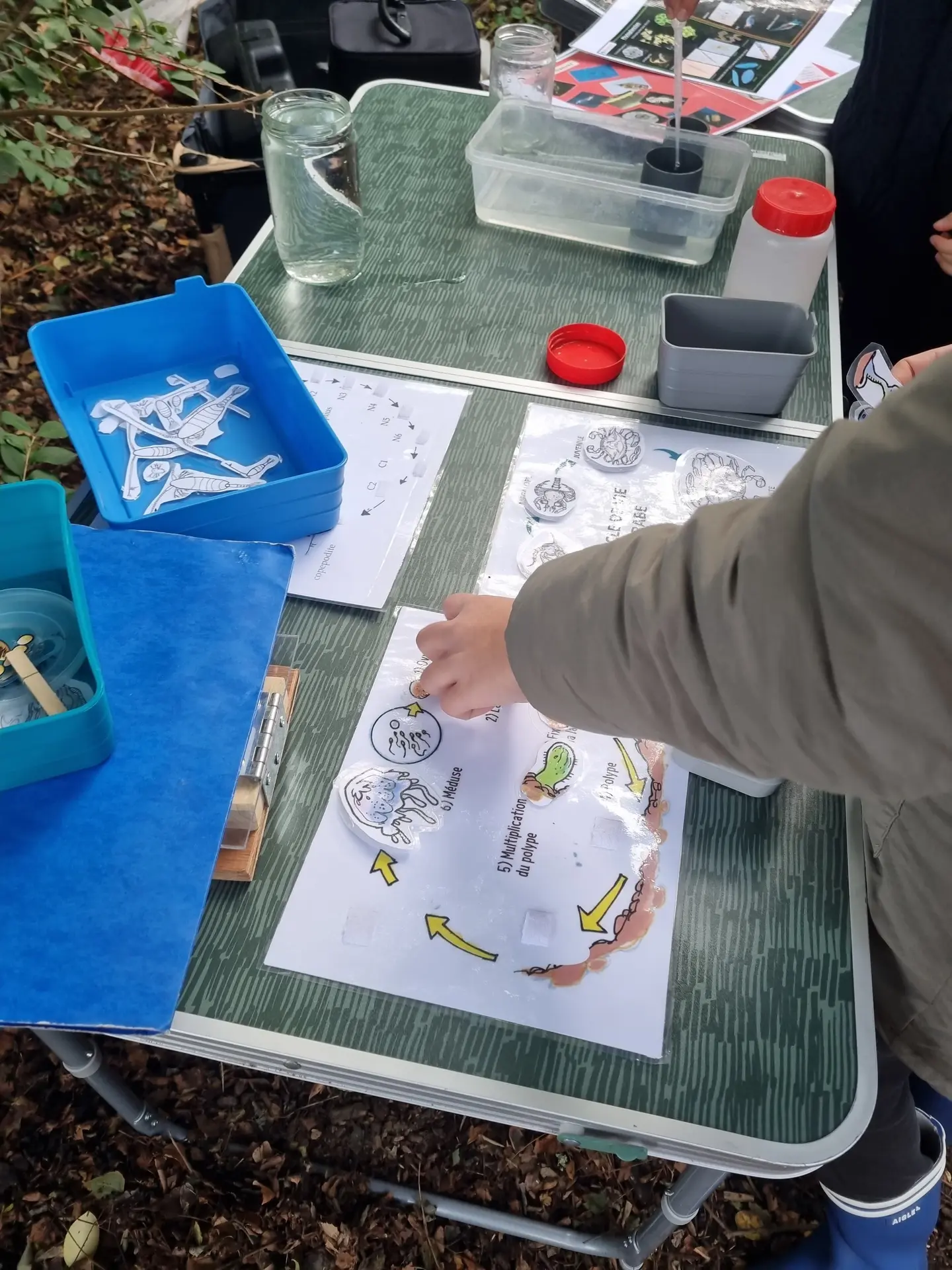 Plancton à la loupe 4