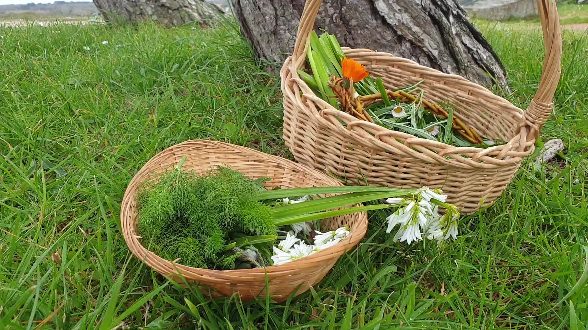 Plante Sauvage Cuisine et cosmétque - Escapade Glaz