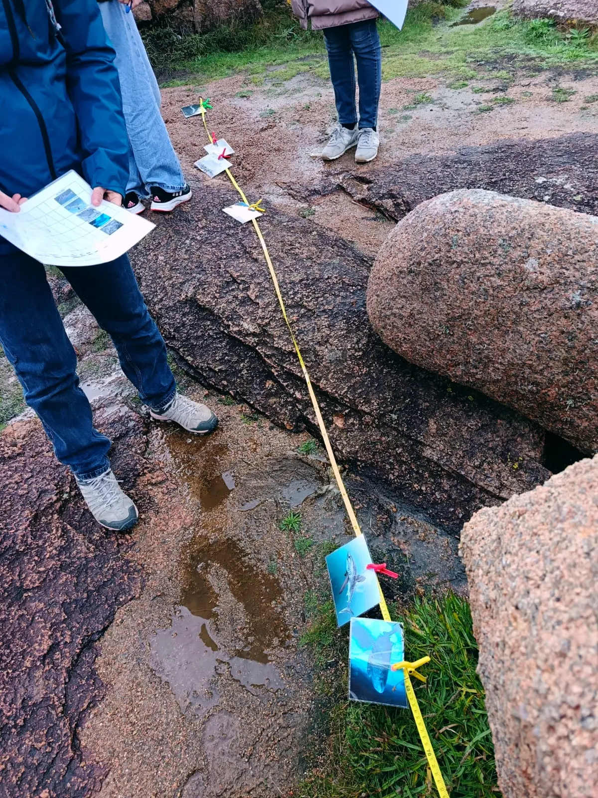 Requin, entre mythes et réalités 2