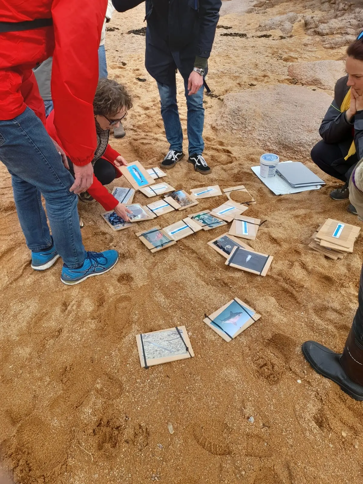 Requin, entre mythes et réalités 3