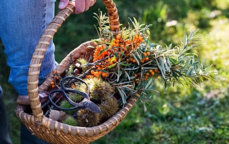 Plantes sauvages et cuisine - Suivez le druide