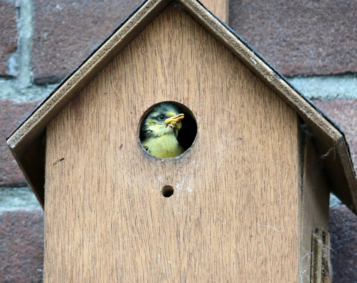 bird_pimpelmeesje_birdhouse-690520